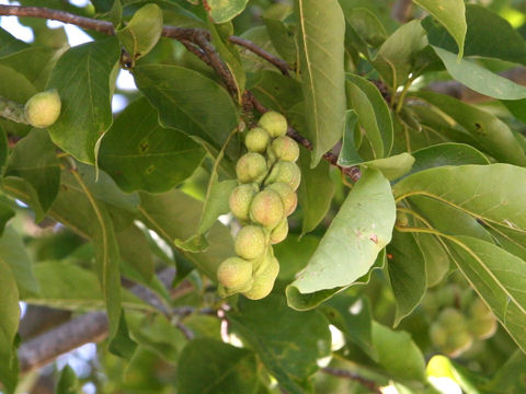 Magnolia kobus