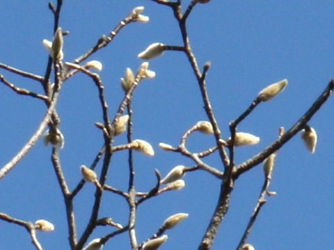 Magnolia kobus