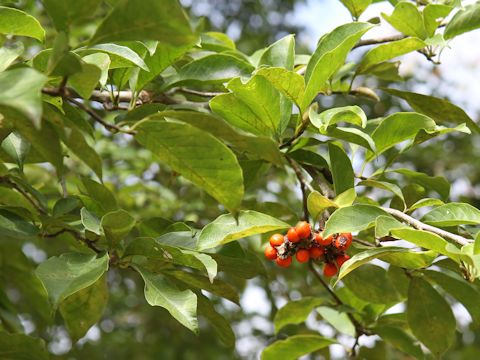 Magnolia kobus