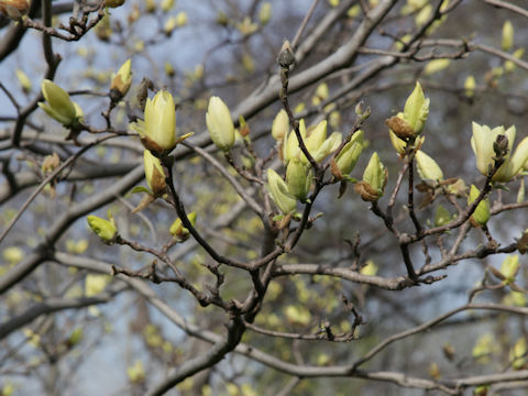 Magnolia kobus