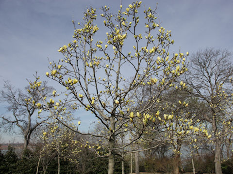 Magnolia kobus