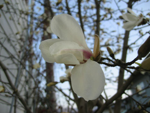 Magnolia kobus