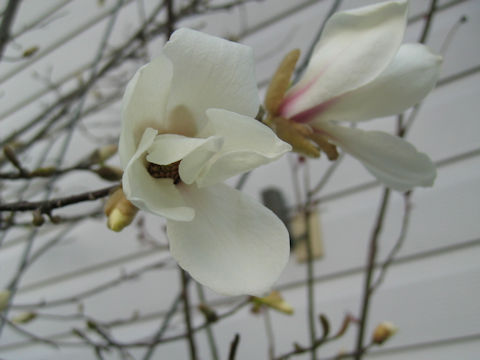 Magnolia kobus