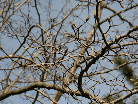 Magnolia kobus