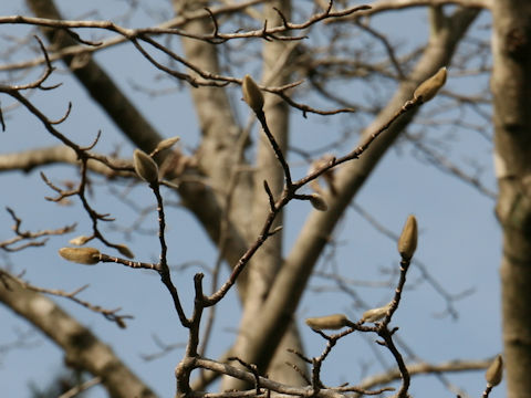 Magnolia kobus