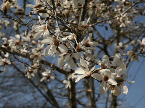 Magnolia kobus