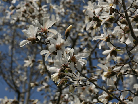 Magnolia kobus