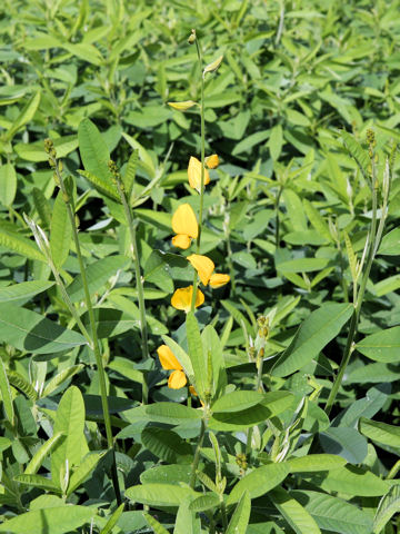 Crotalaria juncea