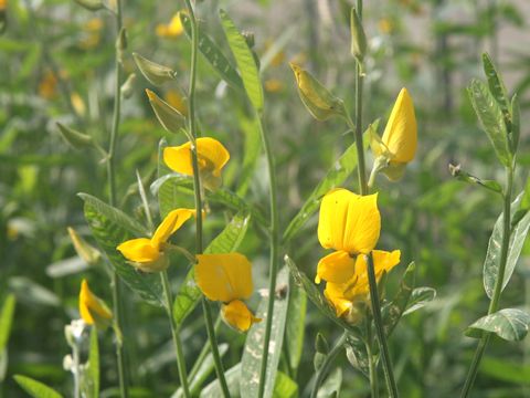 Crotalaria juncea