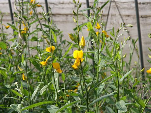 Crotalaria juncea