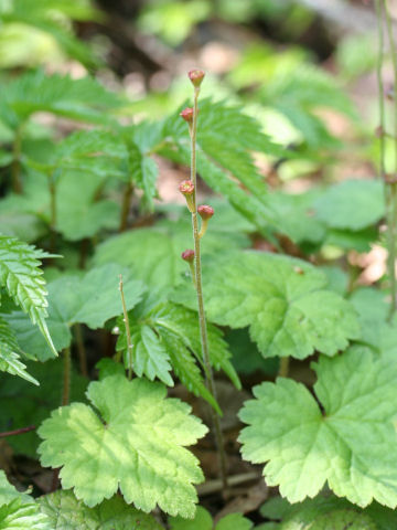 Mitella pauciflora