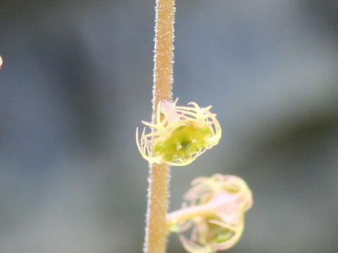 Mitella pauciflora