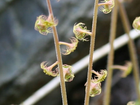 Mitella pauciflora