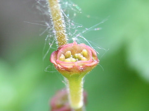 Mitella pauciflora