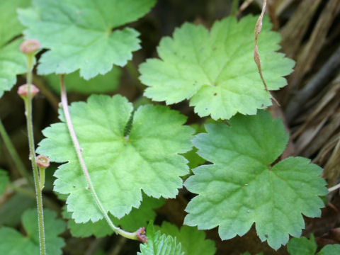 Mitella pauciflora