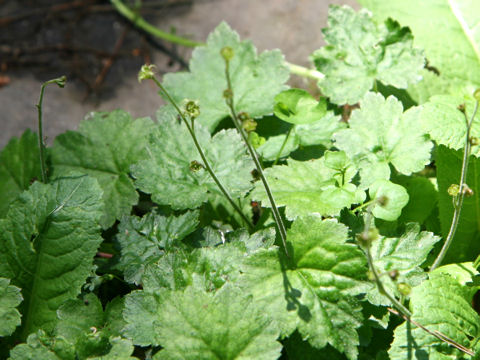 Mitella pauciflora