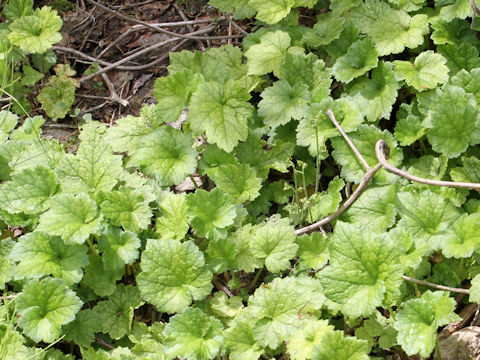 Mitella pauciflora