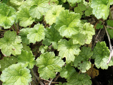 Mitella pauciflora