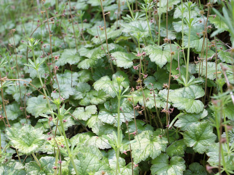 Mitella pauciflora