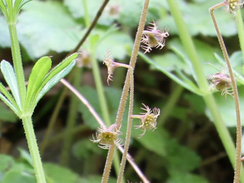 Mitella pauciflora