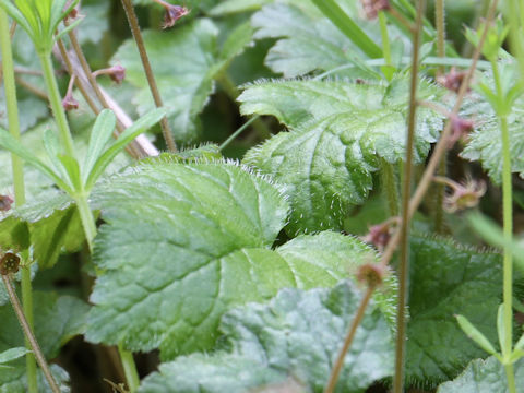 Mitella pauciflora