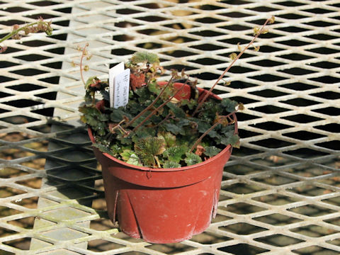 Mitella pauciflora