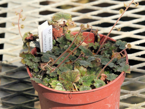 Mitella pauciflora