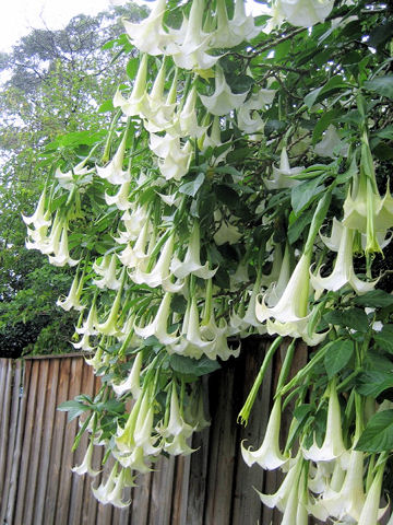 Brugmansia x candida