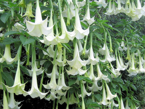 Brugmansia x candida