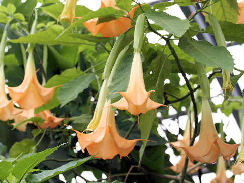 Brugmansia x candida