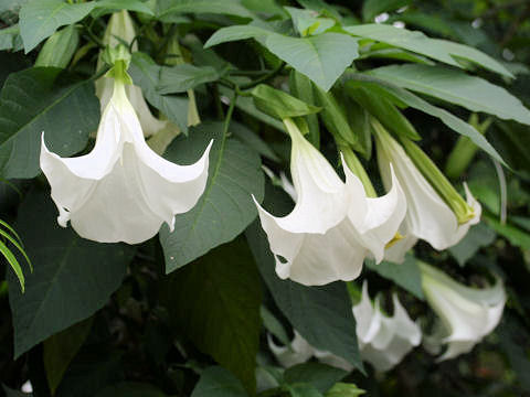 Brugmansia x candida