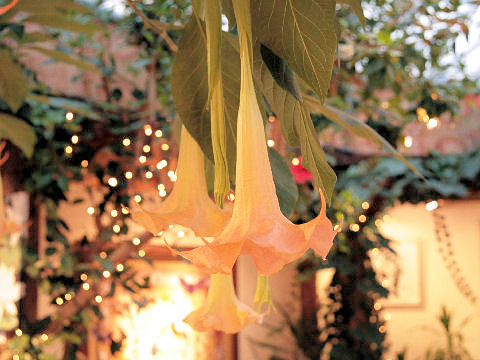 Brugmansia x candida