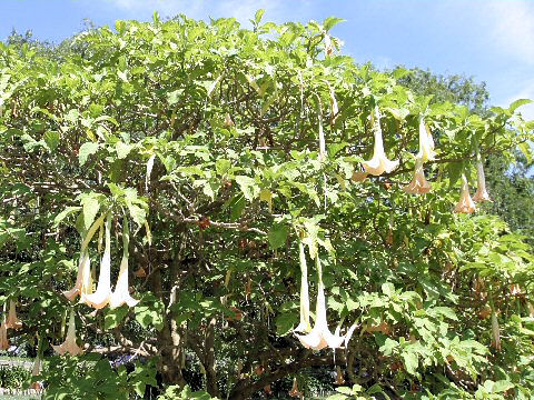 Brugmansia x candida