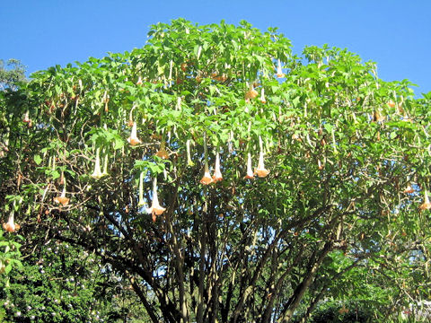 Brugmansia x candida