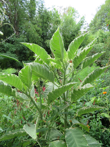 Brugmansia x candida