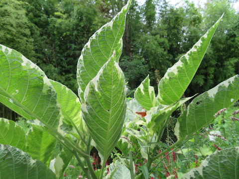 Brugmansia x candida