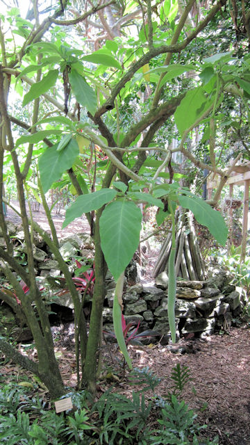 Brugmansia x candida