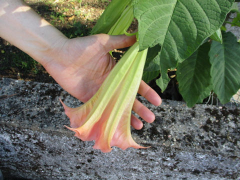 Brugmansia x candida