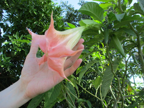 Brugmansia x candida