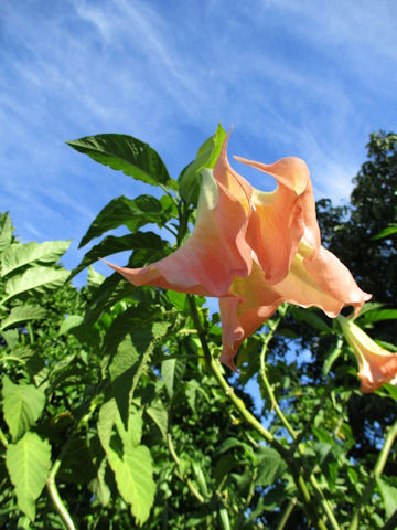 Brugmansia x candida