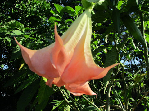 Brugmansia x candida