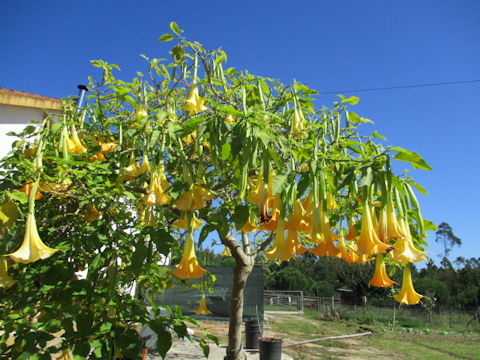 Brugmansia x candida