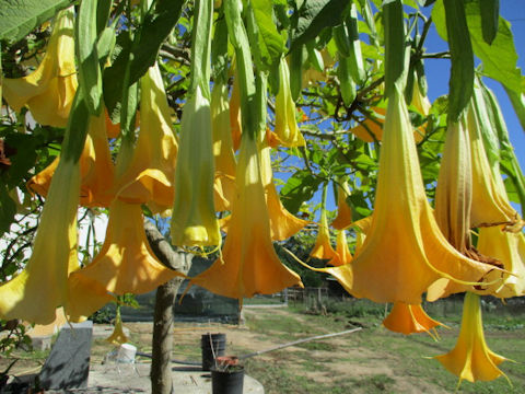 Brugmansia x candida