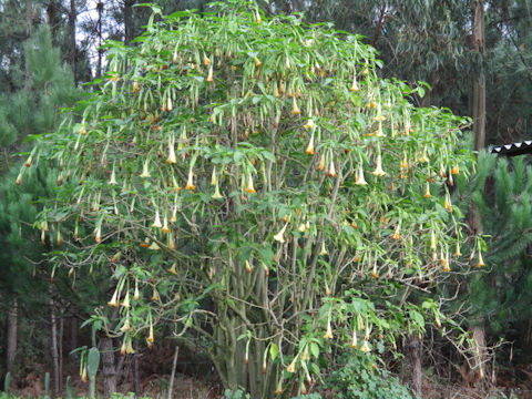 Brugmansia x candida