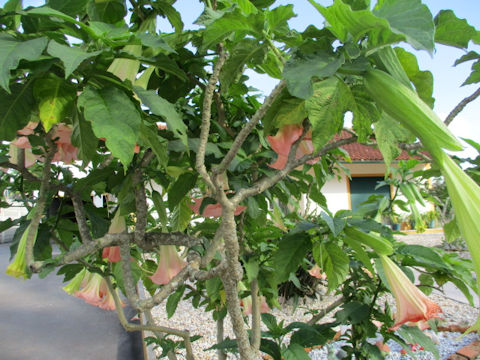 Brugmansia x candida