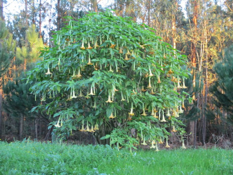 Brugmansia x candida