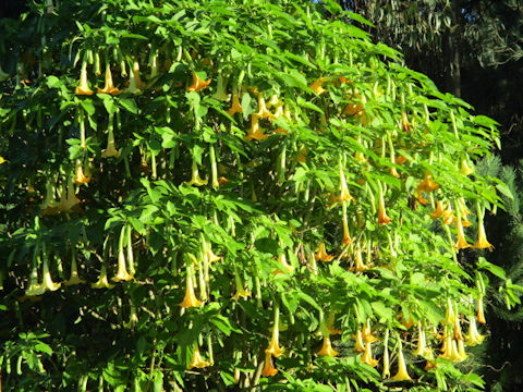 Brugmansia x candida