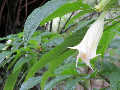 Brugmansia x candida