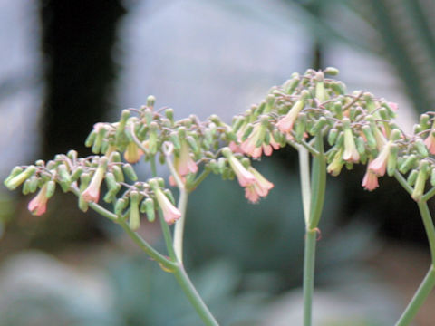 Kalanchoe daigremontiana