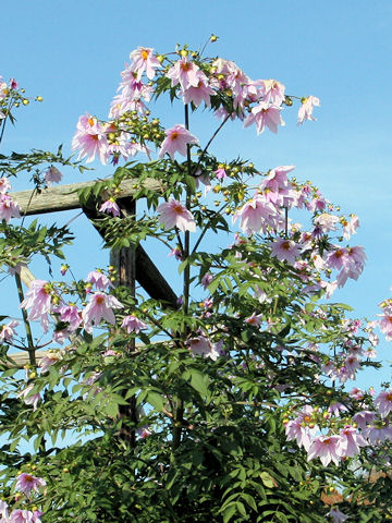 Dahlia imperialis